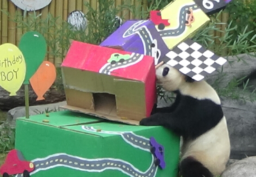 今天我6岁了------“大毛”在加拿大多伦多过6岁生日