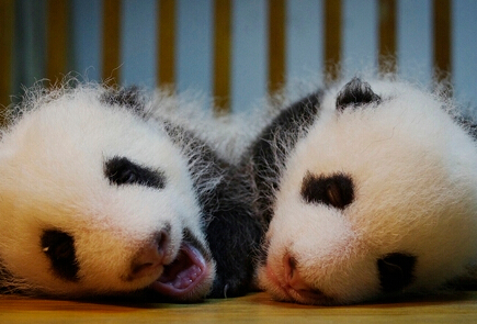 萌妹子“毛妹”已睁眼看世界 毛团团们开始全球征名啦！