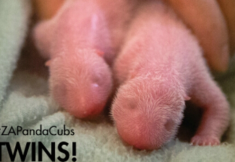 亚特兰大的高调Twins