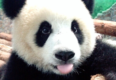 梦梦的艺术特长