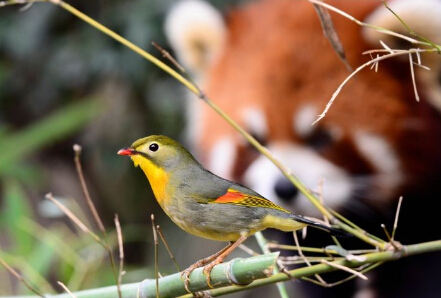 小熊猫“肥肥”的相思