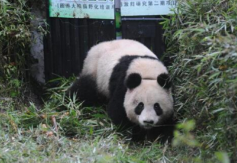 大熊猫“雪雪”放归自然 依依不舍20分钟离开