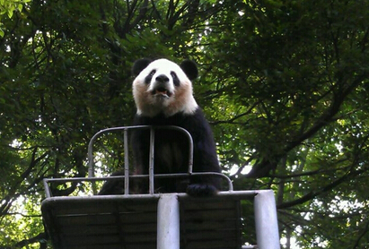 云梯上的小双（上）——“上刀山”