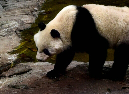 太白黄柏塬现野生大熊猫 景区闲逛6小时离开