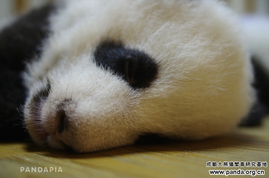 20141019-毛毛の双子の妹 Logo.jpg