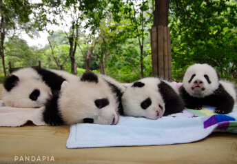 最“韩范儿”& 最“接地气” “熊猫迷”热情HIGH翻网络