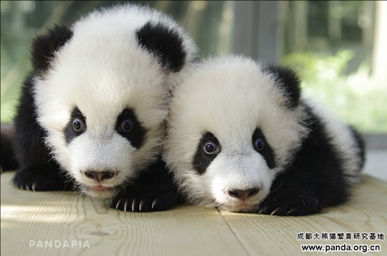 20141021-左星语右星愿 Logo.jpg