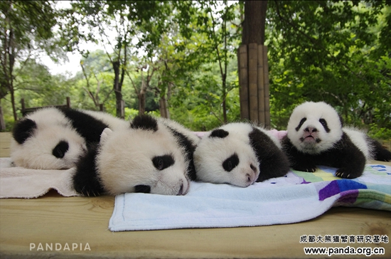 _IGP7944星语星愿毛哥毛妹 Logo.jpg