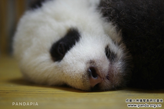 20141019-毛毛の双子兄 Logo.jpg