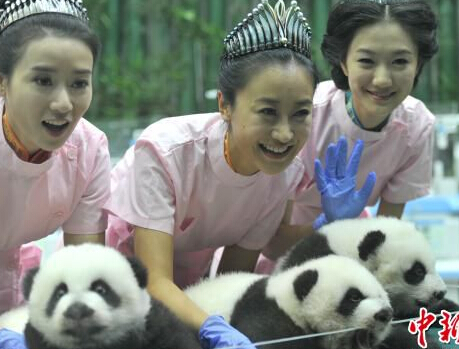 全球唯一存活大熊猫三胞胎与美女约午餐