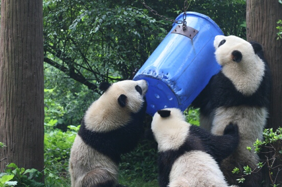 熊猫圈养中的环境丰容