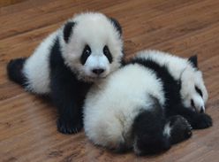 2014级熊猫宝宝汇聚一堂