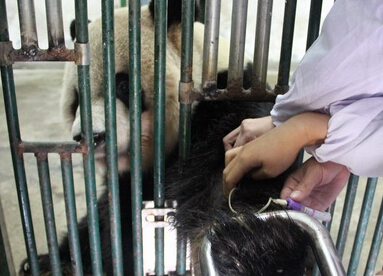 动物园动物健康大体检 大熊猫采血老虎打疫苗