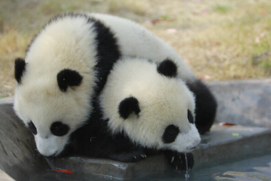 争做调皮第一名