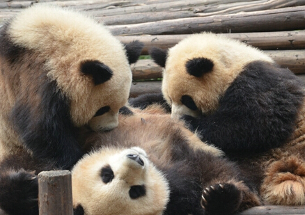 大熊猫莉莉晚年生活