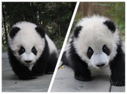 大熊猫宝宝“星语”、星愿”会走路喽