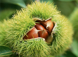 大熊猫的“植物朋友们”