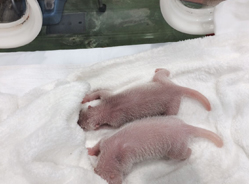 诞生在冬季的“浜家族”姐妹花