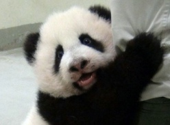 大熊猫为什么那么萌