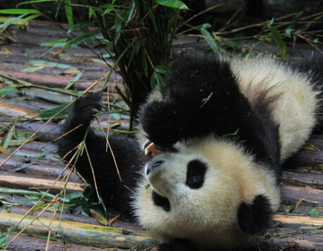 熊猫基地——秋意