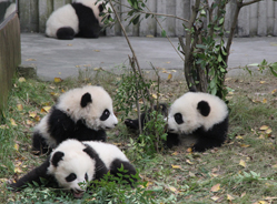 宁静的中午，喧闹的熊猫园