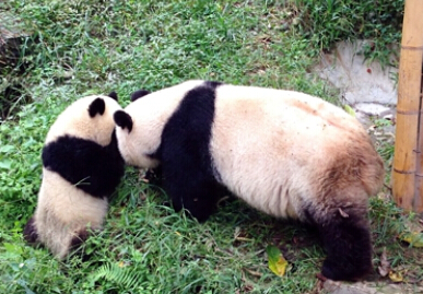 习武之猫切记（一）