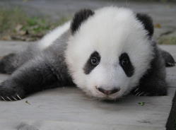 “成绩”妈妈的“小灰灰”