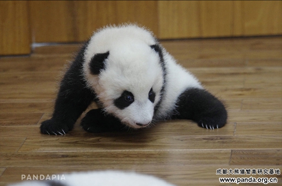 20141031-大双仔 Logo.jpg