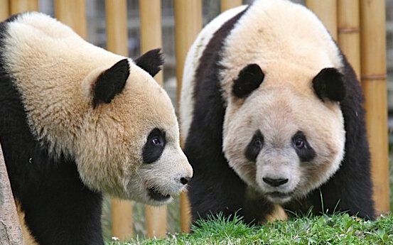 一年一度的大熊猫动物园奖开始投票啦！