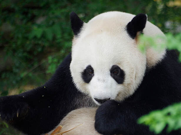 直播中国  点亮东京——全球大熊猫家园活动于12月22日正式启程