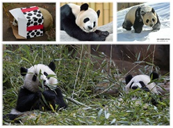 圣诞海外明星熊猫齐祝福！