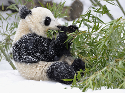 冬天的大熊猫很活跃