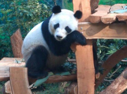 大熊猫“明浜”8岁喽！