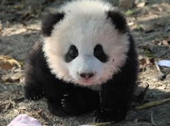 大熊猫对声音的反应