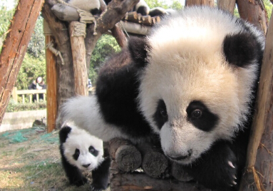 大毛：致我儿时的伙伴（一）——让我们在彼此看不见的岁月里熠熠生辉