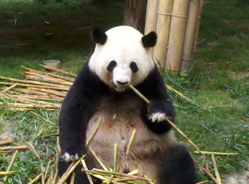 白手套阿姨的故事