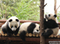 大熊猫的“手足情”