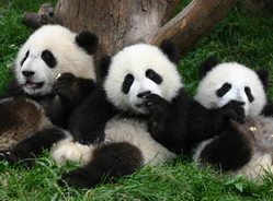 浅谈大熊猫“排粘”