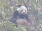 四川发现野生大熊猫 打滚晒太阳萌翻网友