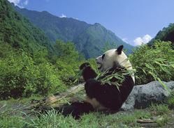 如何守护野生大熊猫赖以生存的家园