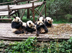 熊猫性格大比拼