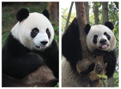 中央政府赠澳大熊猫最终选定
