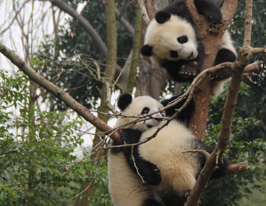 熊猫中的“好逗”分子
