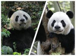 “澳门代表团”新成员介绍