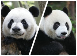 中央赠澳大熊猫 确定4月30日抵澳