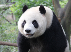 “蜀蓉”赴澳倒计时