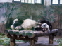 杭州一只大熊猫睡杆子上展现高难度睡姿 萌倒众多游客