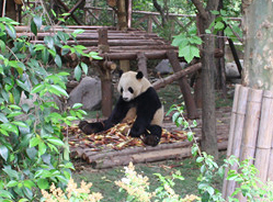 回访大熊猫“永浜”