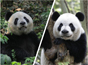 中央赠澳大熊猫 下月与市民见面