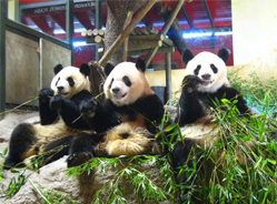 那些与“功夫熊猫”阿宝结缘的熊猫们